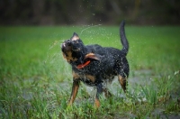 Picture of black and tan mongrel dog shaking off water