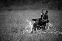 Picture of black and tan mongrel dog splashing in a puddle, black and white picture