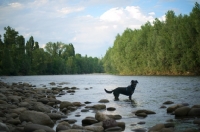 Picture of Black and tan mongrel dog standing in a river
