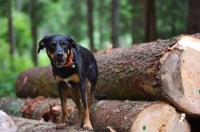 Picture of black and tan mongrel dog standing on a log