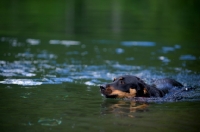 Picture of black and tan mongrel dog swimming in a lake