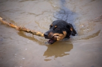 Picture of black and tan mongrel dog swimming and retrieving a stick