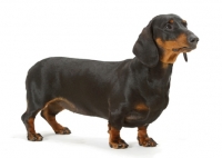 Picture of black and tan smooth Dachshund on white background