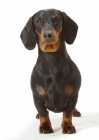 Picture of black and tan smooth Dachshund on white background, front view