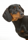 Picture of black and tan smooth Dachshund on white background, portrait