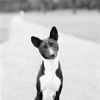 Picture of black and white  basenji 