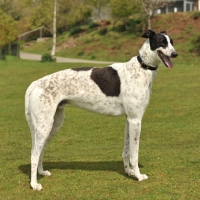Picture of black and white / parti Geryhound