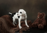 Picture of black and white American Pit Bull Terrier puppy