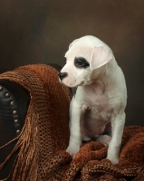 Picture of black and white American Pit Bull Terrier puppy