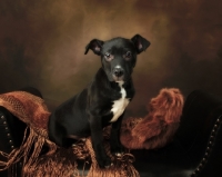 Picture of black and white American Pit Bull Terrier puppy