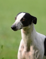 Picture of black and white American Race bred whippet