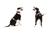 Picture of black and white american Staffordshire Terrier