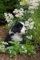 Picture of black and white Bearded Collie puppy in garden