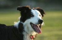 Picture of black and white Border Collie portrait