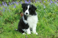 Picture of black and white Border Collie pup