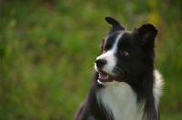 Picture of black and white border collie looking aside