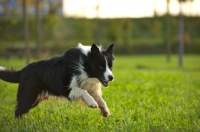 Picture of black and white border collie running in a park