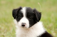 Picture of black and white Border Collie puppy