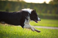 Picture of black and white border collie running free in a park