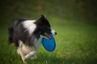 Picture of black and white border collie fetching disc