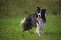 Picture of black and white border collie running standing in a park