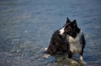 Picture of black and white border collie standing still in a lake