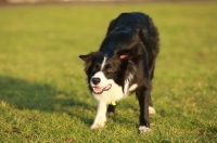 Picture of black and white Border Collie on grass