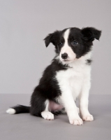 Picture of black and white Border Collie puppy