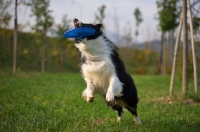 Picture of black and white border collie catching frisbee in the air