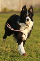 Picture of black and white Border Collie with ball on rope