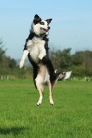 Picture of black and white Border Collie jumping up