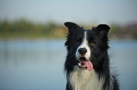 Picture of black and white border collie with tongue out, sitting in front of a lake