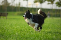 Picture of black and white border collie running free in a park