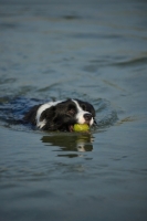 Picture of black and white border collie retrieving tennis ball in the water