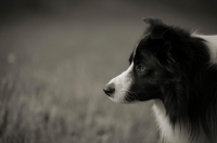 Picture of black and white border collie, profile