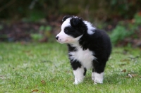 Picture of black and white Border Collie puppy