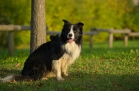 Picture of black and white border collie sitting in a park