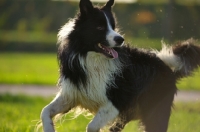 Picture of black and white border collie running free in a park