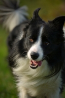 Picture of black and white border collie running