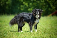 Picture of black and white border collie standing in a field of grass