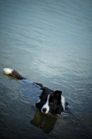 Picture of black and white border collie swimming in the blue water