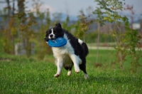 Picture of black and white border collie catching frisbee in the air