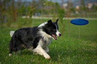 Picture of black and white border collie running to catch frisbee