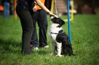 Picture of black and white border collie stroked on the head by trainer