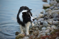 Picture of black and white border collie standing on the lake shore