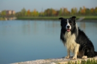 Picture of black and white border collie sitting in front of a lake