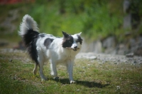 Picture of Black and white border collie retrieving stick