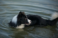 Picture of black and white border collie standing in the water