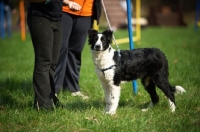 Picture of black and white border collie pup with trainer