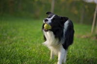 Picture of black and white border collie retrieving tennis ball